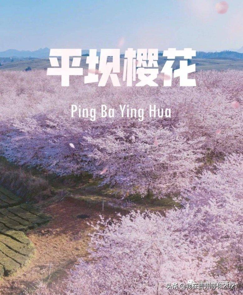 植物大战僵尸20